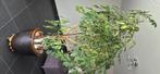 Kamer plant Arboricola, Overige soorten, Halfschaduw, In pot, Groene kamerplant
