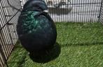 Prachtige doffer gaditano goed vliegt, Dieren en Toebehoren, Vogels | Duiven, Mannelijk, Kropper