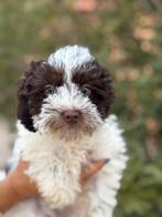 Toy poedel harlekijn toypoedel, 15 weken tot 1 jaar, Overige rassen, Teef, Parvo