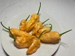 BIO Bhut Jolokia Peach Capsicum chinense 10x zaden 2024, Ophalen of Verzenden, Voorjaar, Volle zon, Zaad
