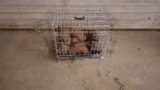 Honden bench, Ophalen, Gebruikt, Minder dan 65 cm, Hondenhok