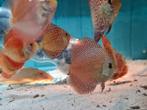 Super Panthera Discus, Symphysodon Discus, Vis, Zoetwatervis