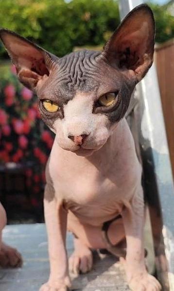 Sphynx kat  beschikbaar voor biedingen