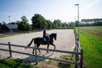 1 paardenbox te huur vanaf 1 augustus, Weidegang, 1 paard of pony