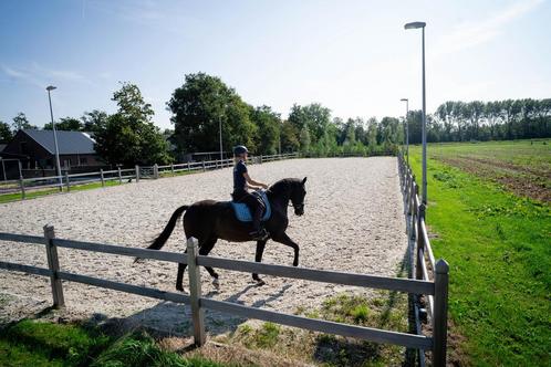 1 paardenbox te huur vanaf 1 augustus, Dieren en Toebehoren, Stalling en Weidegang, Stalling, Weidegang, 1 paard of pony