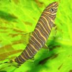 Botia striata, Vis