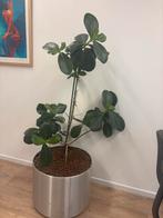 Ficus elastica, Huis en Inrichting, Kamerplanten, Ophalen, Ficus, Halfschaduw, Minder dan 100 cm