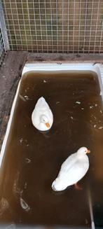 Hollandse kwakers, Dieren en Toebehoren, Pluimvee, Meerdere dieren, Kip
