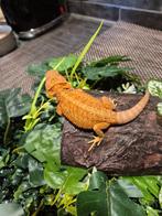 Baardagaam hypo red, Dieren en Toebehoren, Reptielen en Amfibieën, Hagedis, Tam, 0 tot 2 jaar