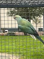 Halsbandparkiet, Dieren en Toebehoren, Vogels | Parkieten en Papegaaien, Geslacht onbekend, Parkiet, Tam