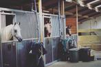 Stageplek aangeboden op prive stal met arabisch volbloeden, Verzorging of Verzorgpony's