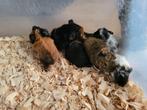 Jonge cavia's, Dieren en Toebehoren, Cavia, Februari, Meerdere dieren, Tam