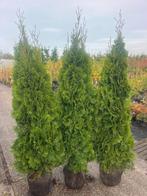 Thuja Smaragd, 160-180 cm hoog Voor een haag en als solitair, Ophalen, Conifeer, Struik, 100 tot 250 cm