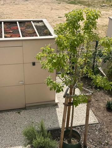 Appelboom beschikbaar voor biedingen