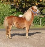 Te koop 7 super knappe shetlander en een New forest ruin, Dieren en Toebehoren, Pony's, Ruin, A pony (tot 1.17m), Recreatiepony