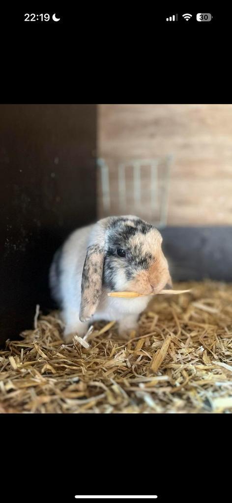 Mega knappe minilop voedster 🤍, Dieren en Toebehoren, Konijnen, Dwerg, Vrouwelijk