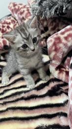 Kitten te koop Amsterdam, Dieren en Toebehoren, Katten en Kittens | Overige Katten, Poes, Kortharig, 0 tot 2 jaar