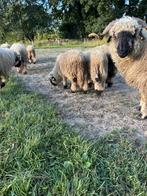 Walliser Schwarznase schapen te koop, Dieren en Toebehoren, Vrouwelijk, Schaap, 0 tot 2 jaar