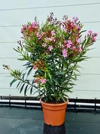 Roze Oleander - hoogte 60-80 cm, Tuin en Terras, Planten | Bomen, In pot, Minder dan 100 cm, Halfschaduw, Lente