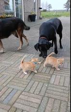 Kittens, Dieren en Toebehoren, Katten en Kittens | Raskatten | Korthaar, Meerdere dieren, Ontwormd, 0 tot 2 jaar