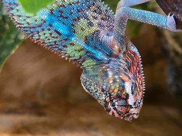 Nakweek panterkameleons  beschikbaar voor biedingen