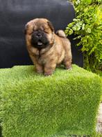 Chow chow reu, Reu, 8 tot 15 weken, Eén hond, Nederland