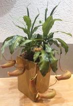 Prachtige kunstplant vleesetende plant Nepenthes, Huis en Inrichting, Nieuw, Binnen, Ophalen of Verzenden