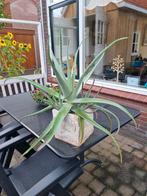 Aloë Vera Plant in Pot, Ophalen, Vetplant, Halfschaduw, In pot