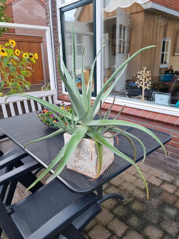 Aloë Vera Plant in Pot, Huis en Inrichting, Kamerplanten, Vetplant, Minder dan 100 cm, Groene kamerplant, Halfschaduw, In pot