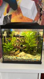 Aquarium en veel extra toebehoren, Ophalen of Verzenden, Gebruikt, Leeg aquarium