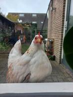 Serama hen, Dieren en Toebehoren, Pluimvee, Vrouwelijk, Kip