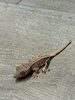 Wimper gekko - crester gecko lilly white, Dieren en Toebehoren, Reptielen en Amfibieën, Hagedis, Tam, 0 tot 2 jaar