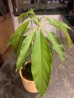 Avocado Plant, Ophalen, Fruitplant, Halfschaduw, In pot