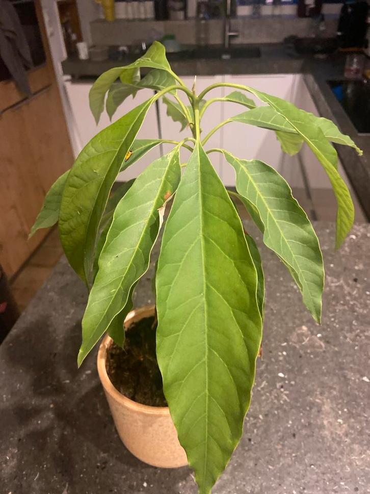 Avocado Plant, Huis en Inrichting, Kamerplanten, Fruitplant, Minder dan 100 cm, Groene kamerplant, Halfschaduw, In pot, Ophalen