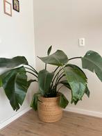 strelitzia nicolai 90cm, Ophalen, Overige soorten, In pot, Minder dan 100 cm