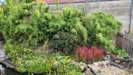 Te koop bamboe, Tuin en Terras, Planten | Struiken en Hagen, Ophalen, Bamboe, Struik, 100 tot 250 cm