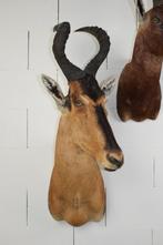 Trans African Taxidermists Hartebeest Hartenbeest Taxidermie, Ophalen, Zo goed als nieuw, Opgezet dier