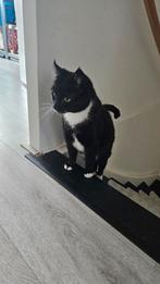 Poes zoekt toch een nieuw huisje, Dieren en Toebehoren, Poes