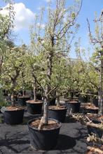 Knoestige Gieser Wildeman perenbomen 18 jaar oud, Tuin en Terras, Planten | Fruitbomen, Lente, Volle zon, Perenboom, 250 tot 400 cm