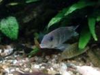 3 Geophagus Tapajos red head  10 cm / RUILEN OF 30 euro, Dieren en Toebehoren, Vissen | Aquariumvissen, Zoetwatervis, Vis