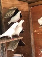 Figurita’s in verschillende kleuren., Meerdere dieren