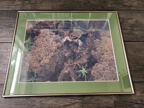 B314 Natuurfoto Pad kikkerdril in mooie lijst Becker Hach, Huis en Inrichting, Woonaccessoires | Lijsten, Gebruikt, Minder dan 50 cm