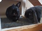 2 konijnen inclusief groot binnen/buiten hok en ren + extra, Vrouwelijk, Hangoor