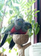 Pyrrhura Perlata (baby's), Dieren en Toebehoren, Vogels | Parkieten en Papegaaien, Geringd