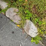 Gratis zwerfkeien / Maaskeien voor Tuin Decoratie, Ophalen, Gebruikt, Graniet, Kei