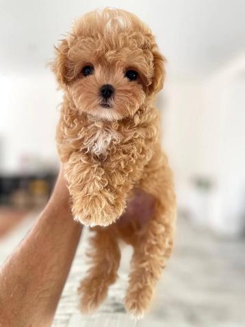 Exclusieve Maltipoo TeaCup pups (Maltezer/Azian Toy Poedel) beschikbaar voor biedingen