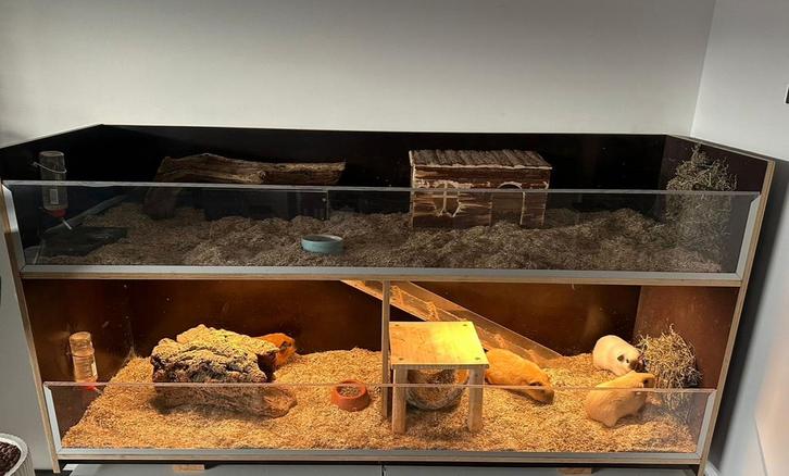 Caviaflat betonplex 183x55x85 hoog, Dieren en Toebehoren, Reptielen en Amfibieën | Toebehoren, Zo goed als nieuw, Ophalen