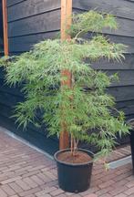 mooie Acer ca 160 cm hoog, Tuin en Terras, Planten | Bomen, Ophalen, Bloeit niet, Halfschaduw, Overige soorten