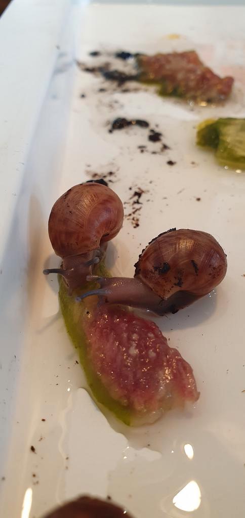 Afrikaanse reuzenslak baby, Dieren en Toebehoren, Overige Dieren, Meerdere dieren, April