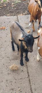 Te koop dekbok geitenbok, Dieren en Toebehoren, Schapen, Geiten en Varkens